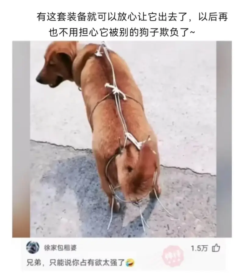 有这套装备就可以放心让它出去了，以后再也不用担心它被别的狗子