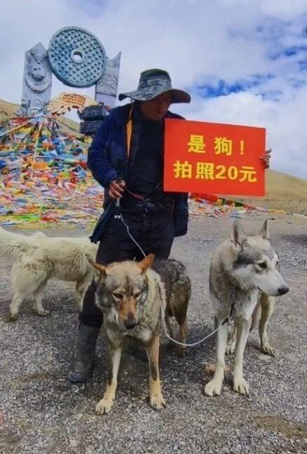 是狗！拍照20元