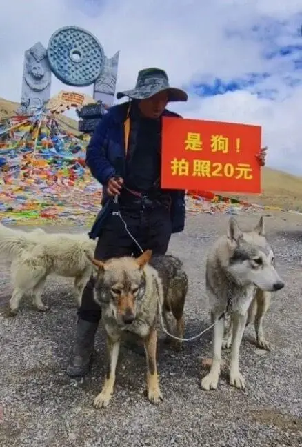 是狗！拍照20元