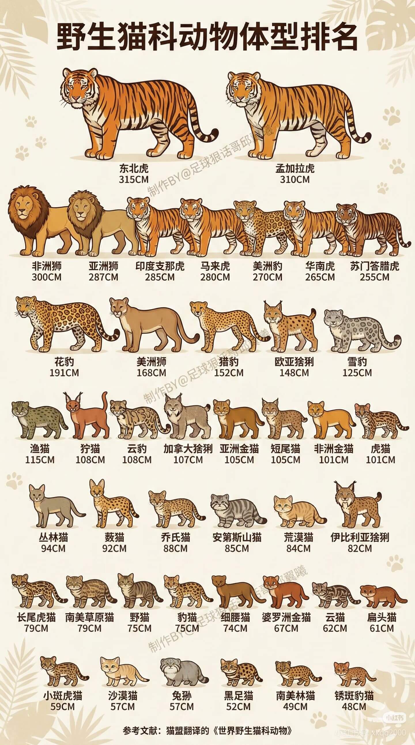 野生猫科动物体型排名东北虎孟加拉虎315CM310CM非洲狮