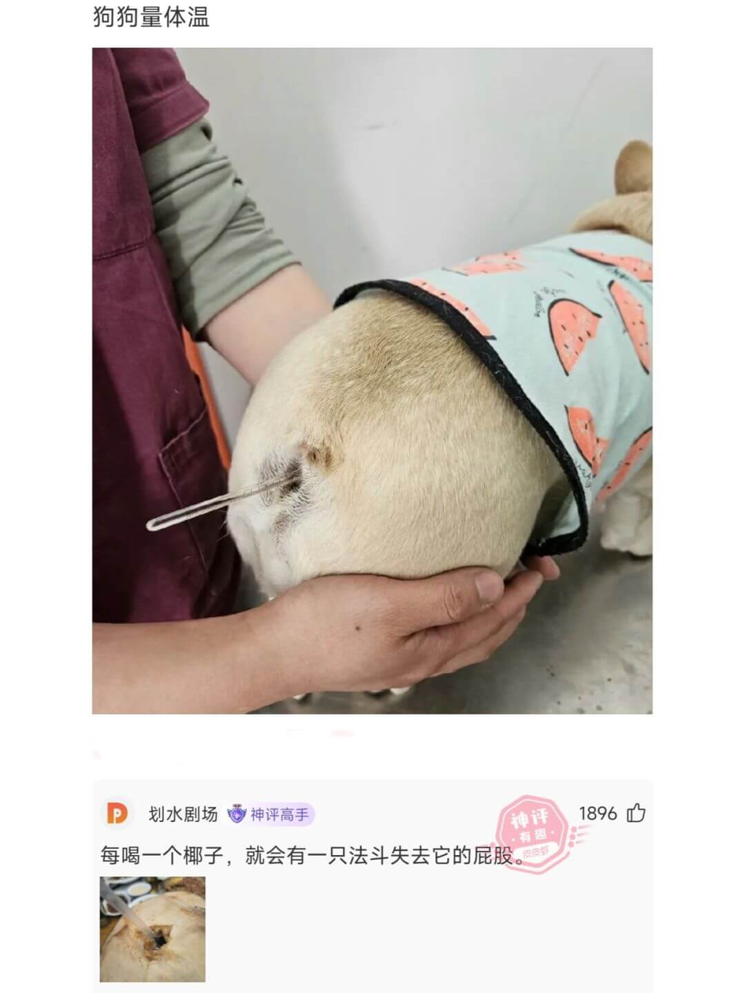 狗狗量体温1896P划水剧场神评高手就会有一只法斗失去它的屁