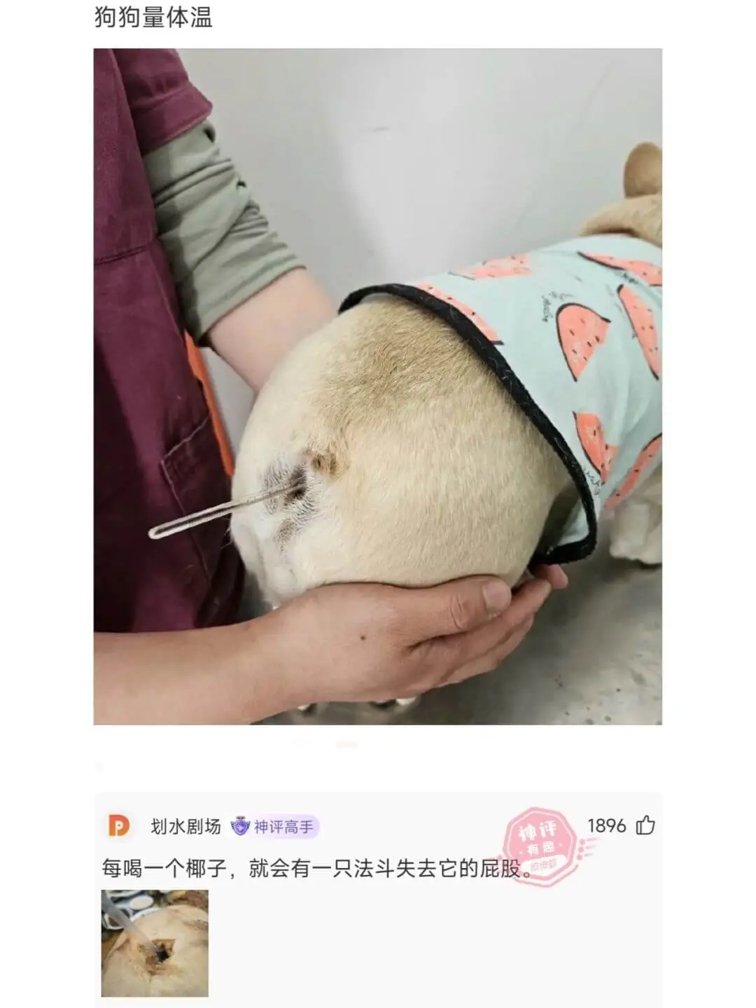 狗狗量体温1896P划水剧场神评高手就会有一只法斗失去它的屁