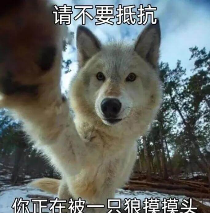 请不要抵抗。你正在被一只狼摸摸头。