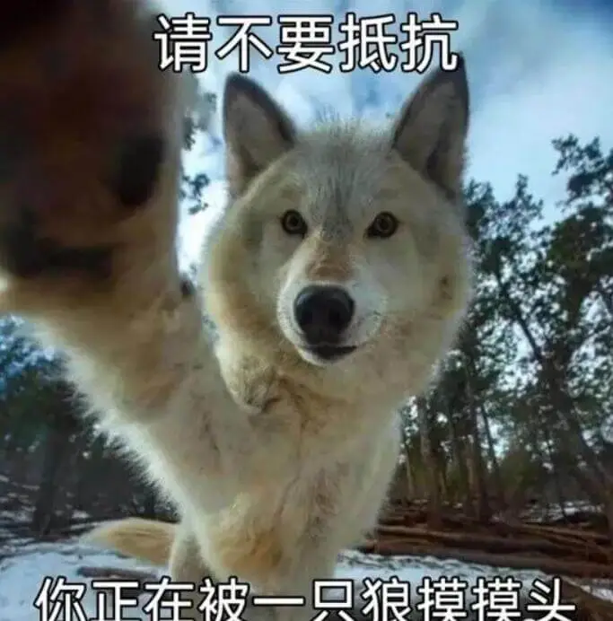 请不要抵抗。你正在被一只狼摸摸头。