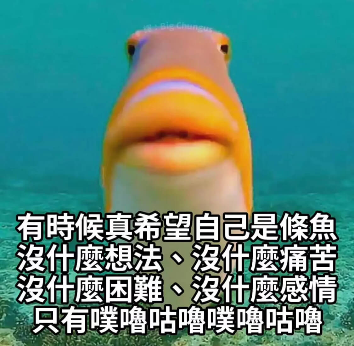 有时時候真希望自己是條没什磨想法没什痛苦没什磨困難·没代鹰感