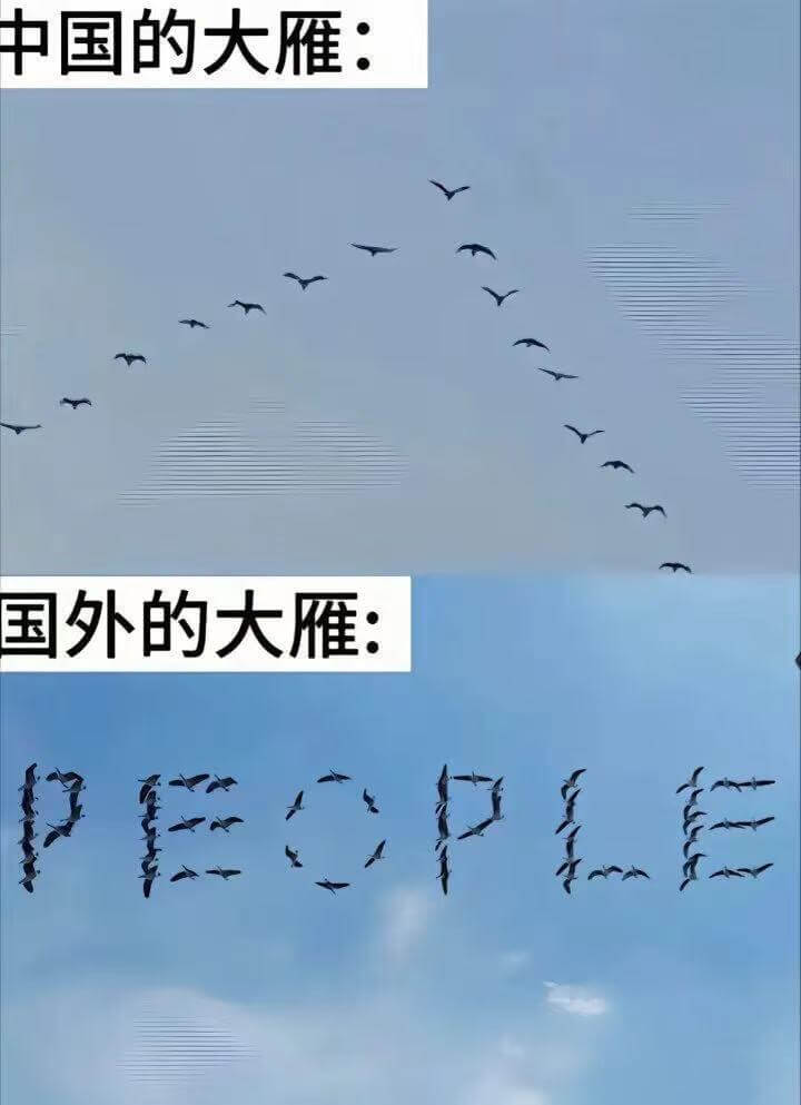 中国的大雁：国外的大雁：