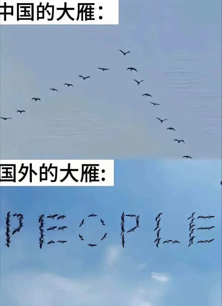 中国的大雁：国外的大雁：