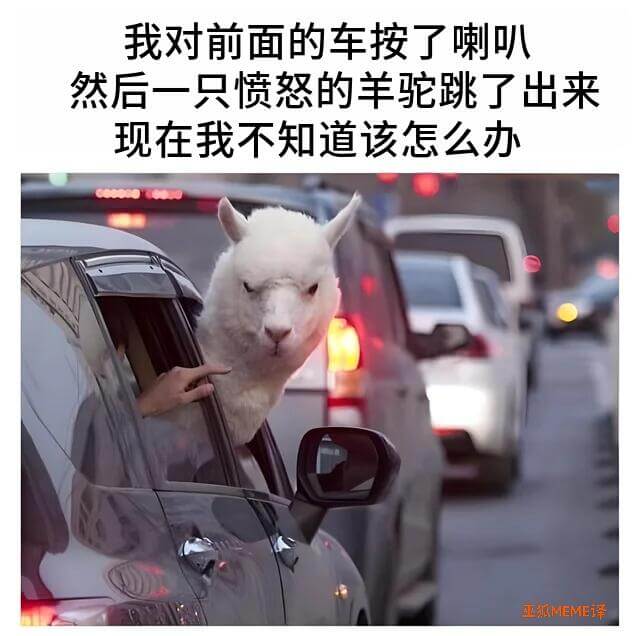 我对前面的车按了喇叭然后一只愤怒的羊驼跳了出来现在我不知道该