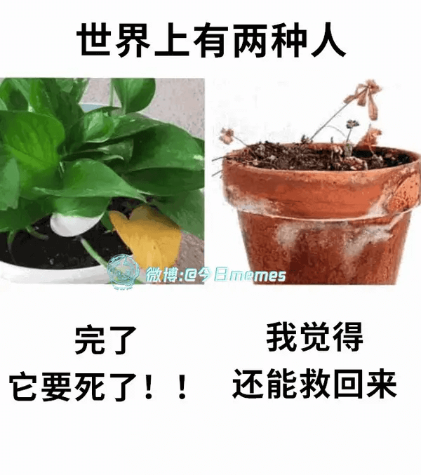 世界上有两种人微博：@今日memes完了我觉得它要死了！！还