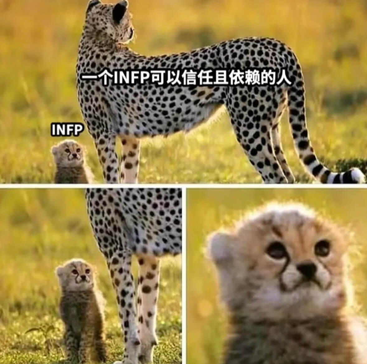 个INFP可以信任且依赖的人INFP