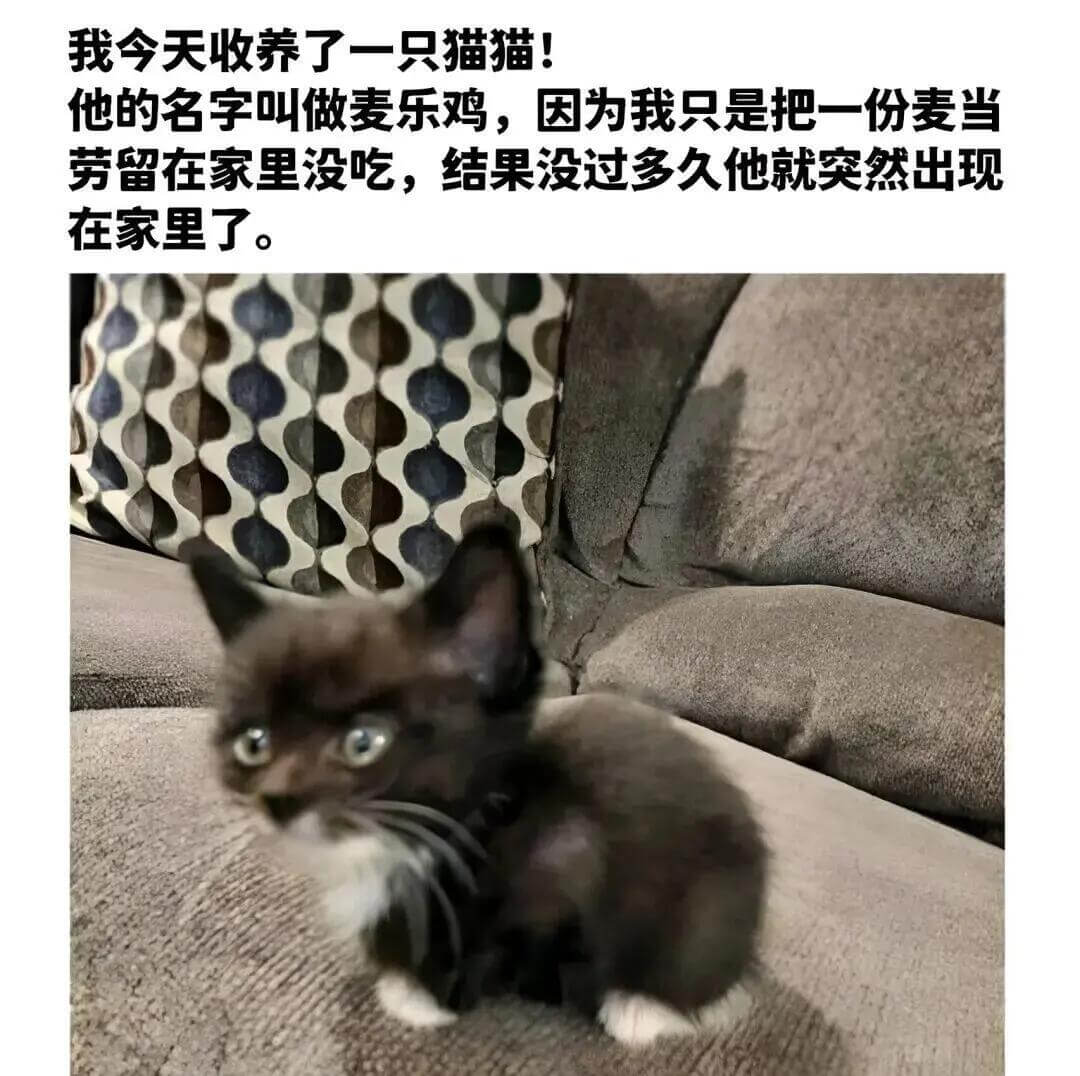 我今天收养了一只猫猫！他的名字叫做麦乐鸡，因为我只是把一份麦