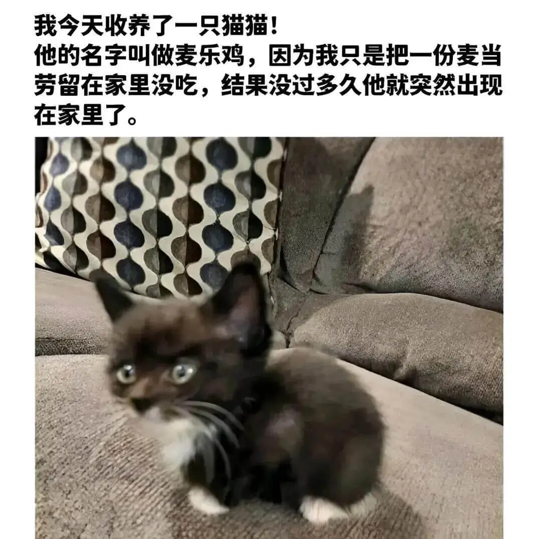 我今天收养了一只猫猫！他的名字叫做麦乐鸡，因为我只是把一份麦