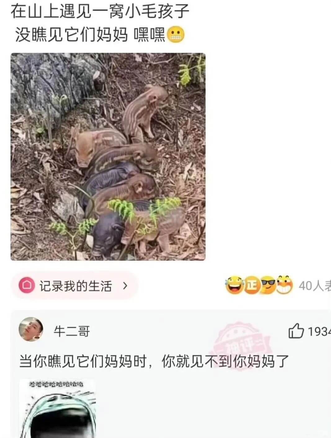在山上遇见一窝小毛孩子，没瞧见它们妈妈，嘿嘿。记录我的生活。