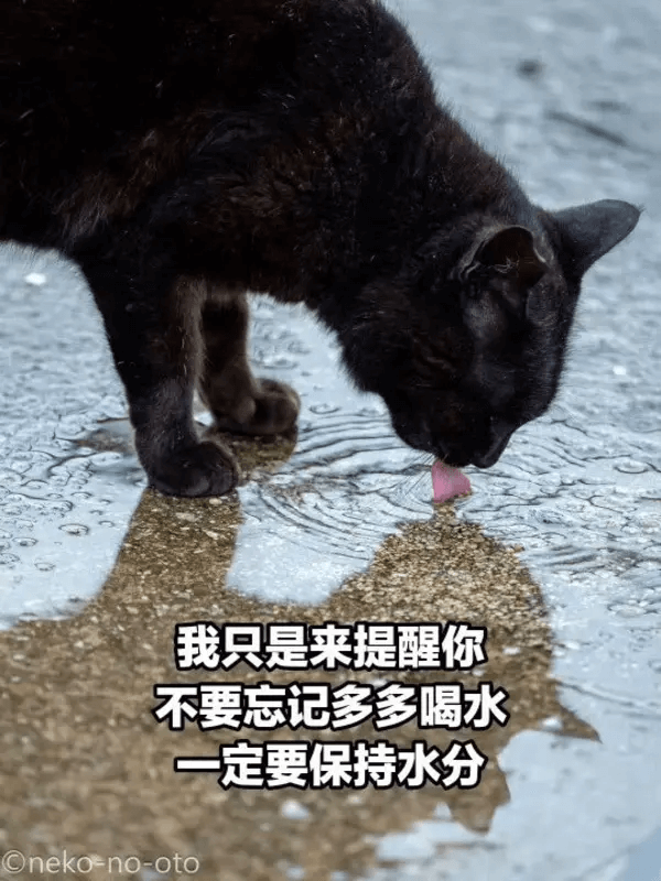 我只是来提醒你不要忘记多多喝水，一定要保持水分。Cneko-