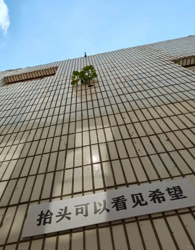 抬头可以看见希望