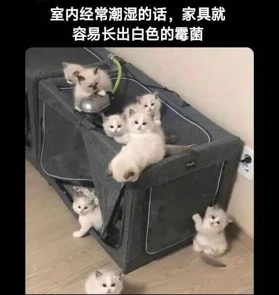 室内经常潮湿的话，家具就容易长出白色的霉菌