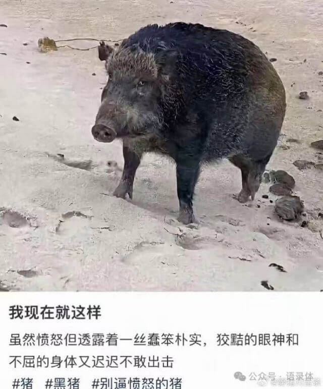 我现在就这样虽然愤怒但透露着一丝淳笨朴实，狡黠的眼神和不屈的