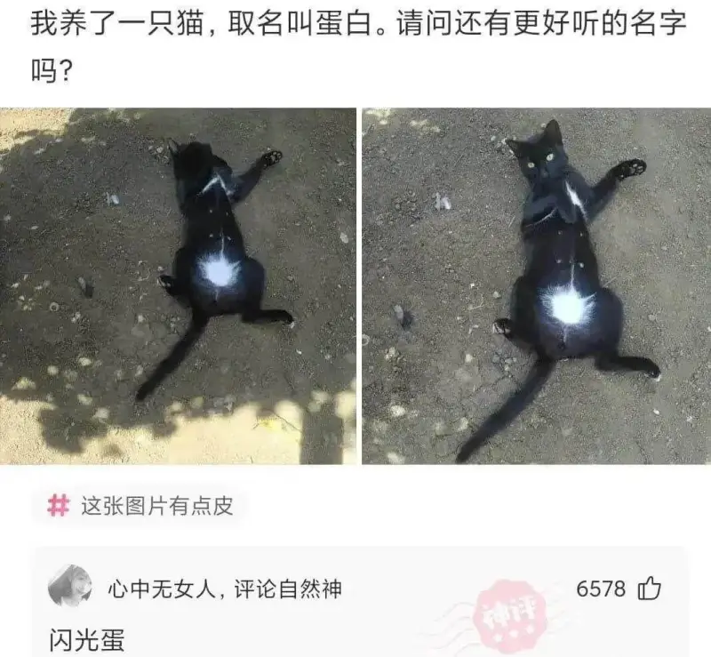 我养了一只猫，取名叫蛋白。请问还有更好听的名字吗？这张图片有