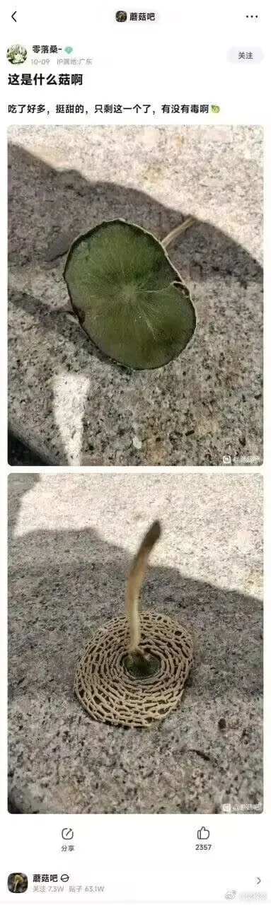 零落桑-护理地：广东这是什么菇啊？吃了好多，挺甜的，只剩这一