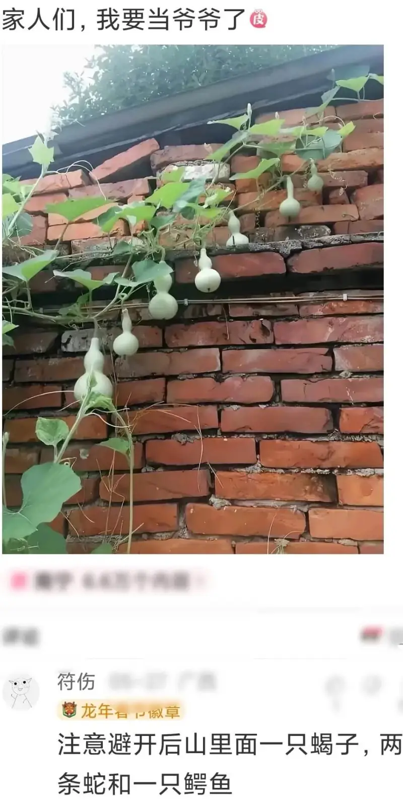 家人们，我要当爷爷了皮符伤龙年春一草注意避开后山里面一只蝎子
