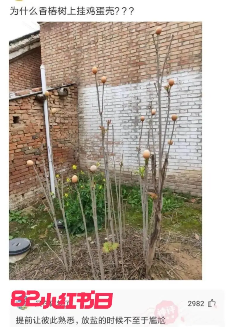 为什么香椿树上挂鸡蛋壳？？？B2小红书日29827件提前让彼