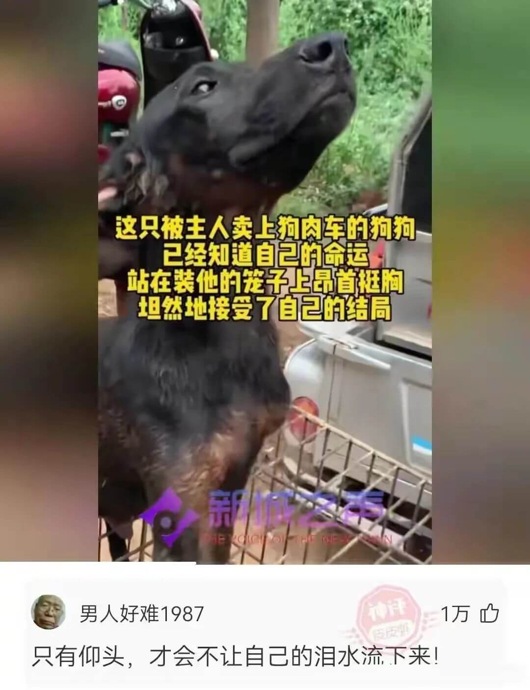 这只被主人卖上狗肉车的狗狗已经知道自己的命运站在装他的笼子上