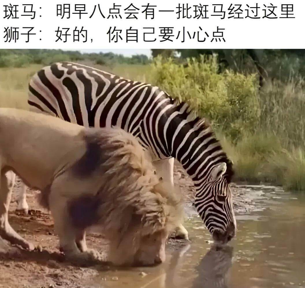 斑马：明早八点会有一批斑马经过这里狮子：好的，你自己要小心点