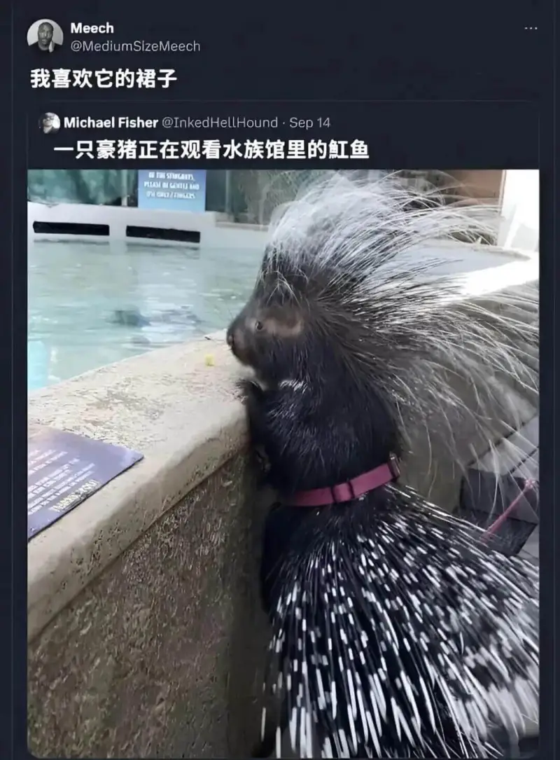 Meech@MediumSlzeMeech我喜欢它的裙子Mi