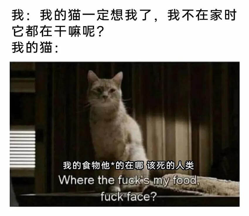 我：我的猫一定想我了，我不在家时它都在干嘛呢？我的猫：我的食