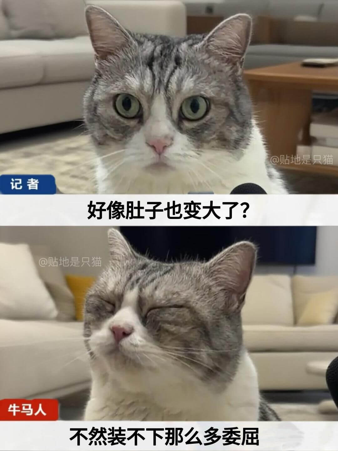 @贴地是只猫记者好像肚子也变大了？@贴地是只猫牛马人不然装不