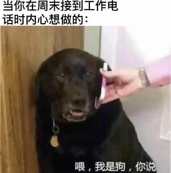 当你在周末接到工作电话时内心想做的:喂，我是狗，你说