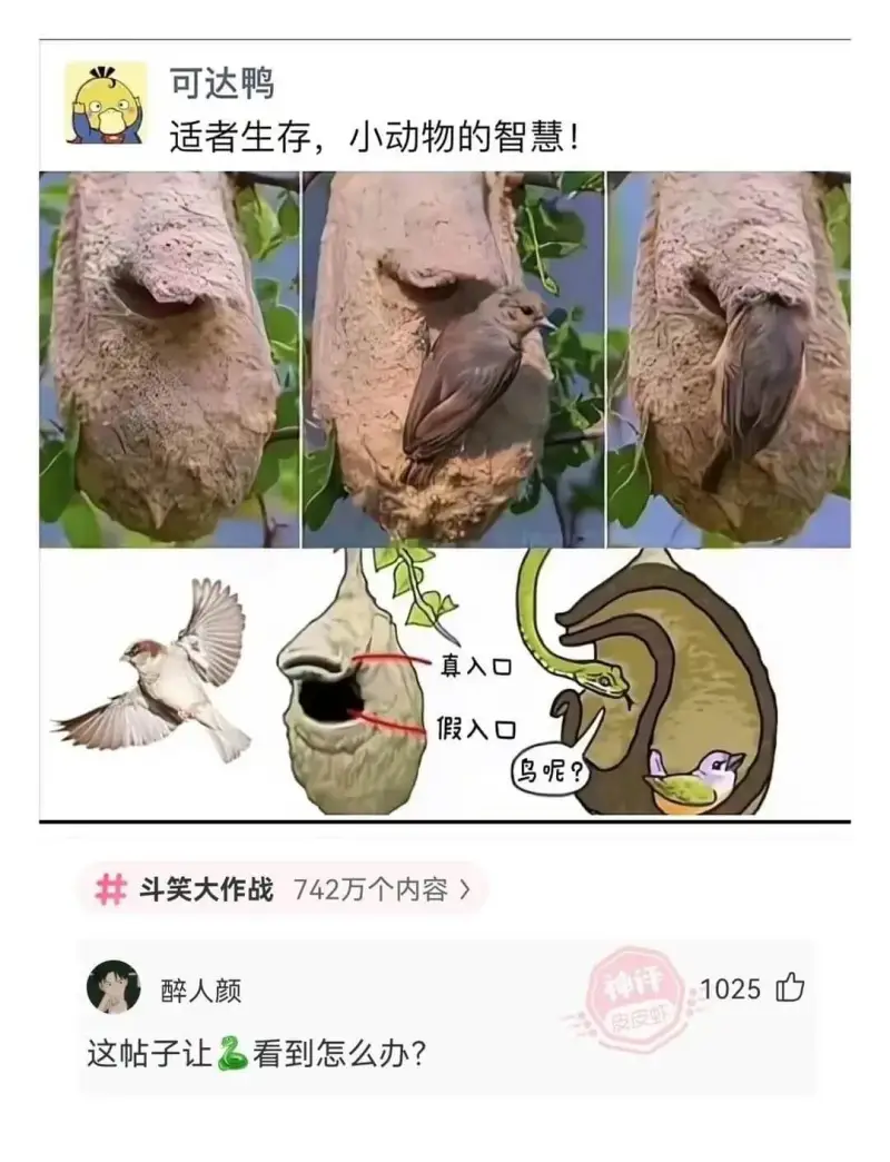 可达鸭适者生存，小动物的智慧!真入口假入口鸟呢?斗笑大作战7