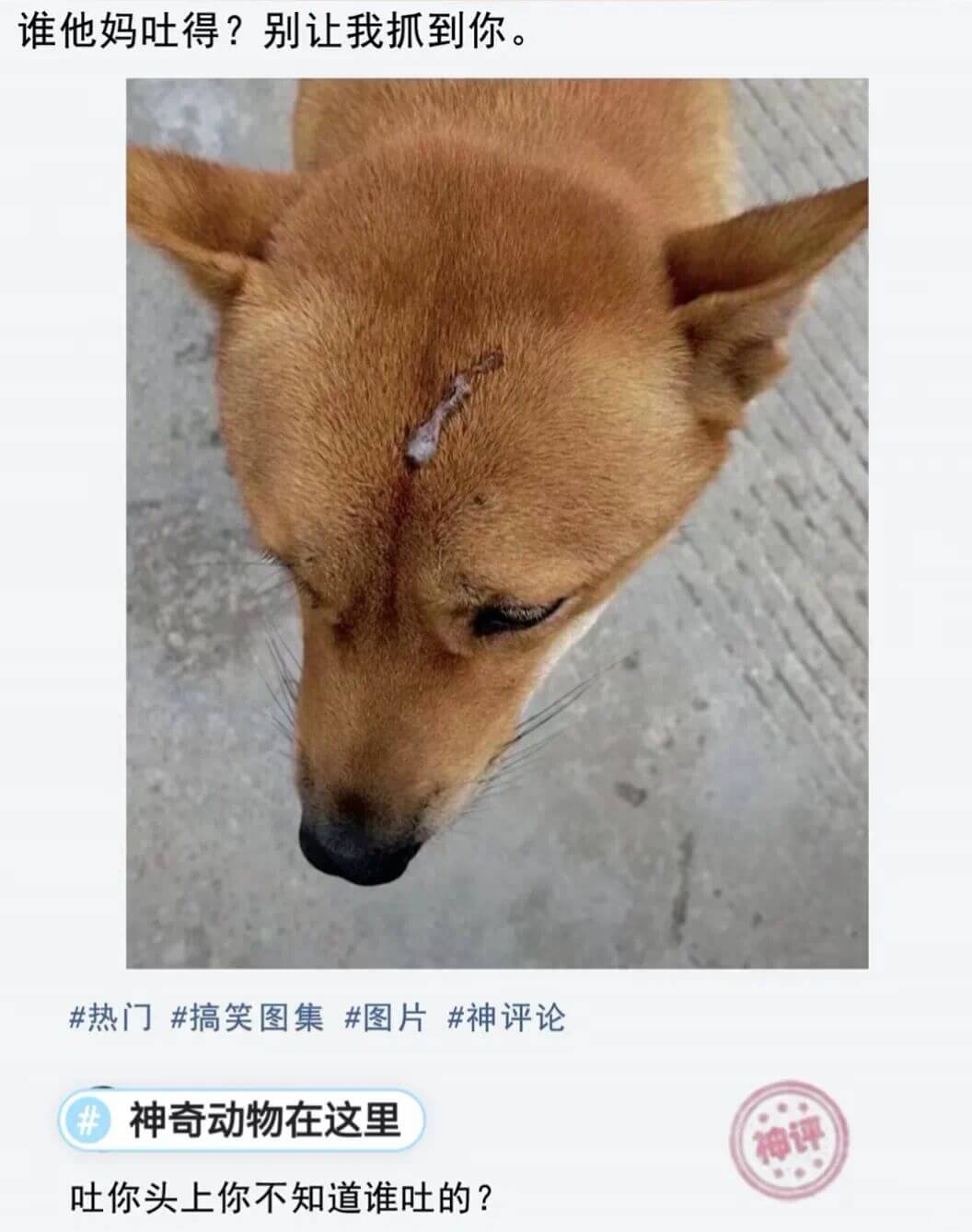 谁他妈吐得？别让我抓到你。热门搞笑图集图片神评论神奇动物在这