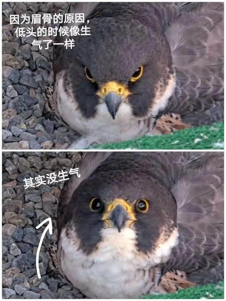 因为眉骨的原因，低头的时候像生气了一样
