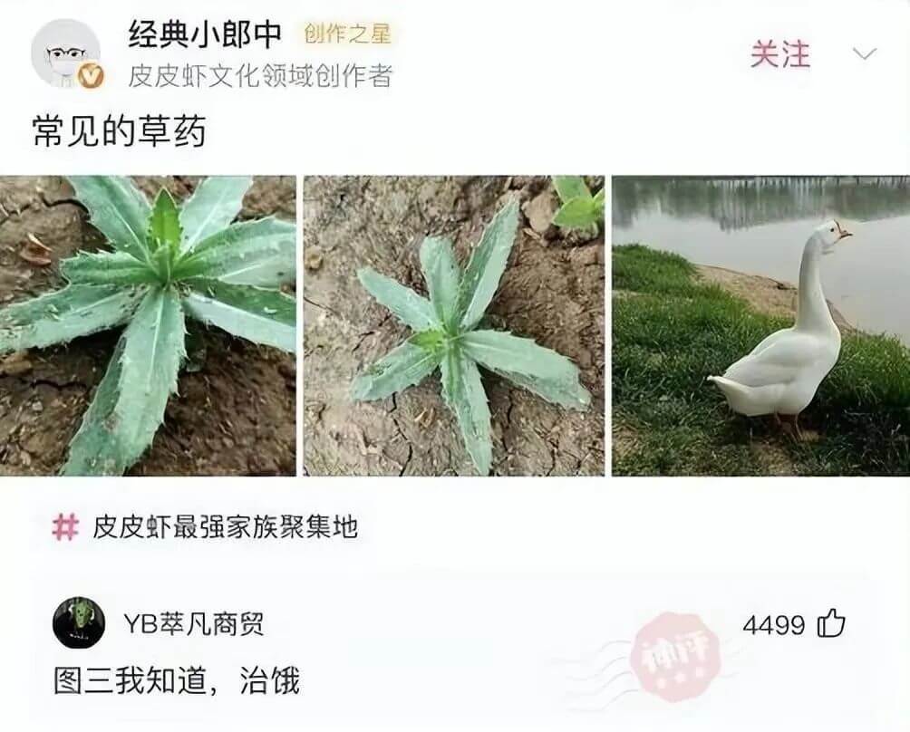 经典小郎中创作之星关注皮皮虾文化领域创作者常见的草药井皮皮虾