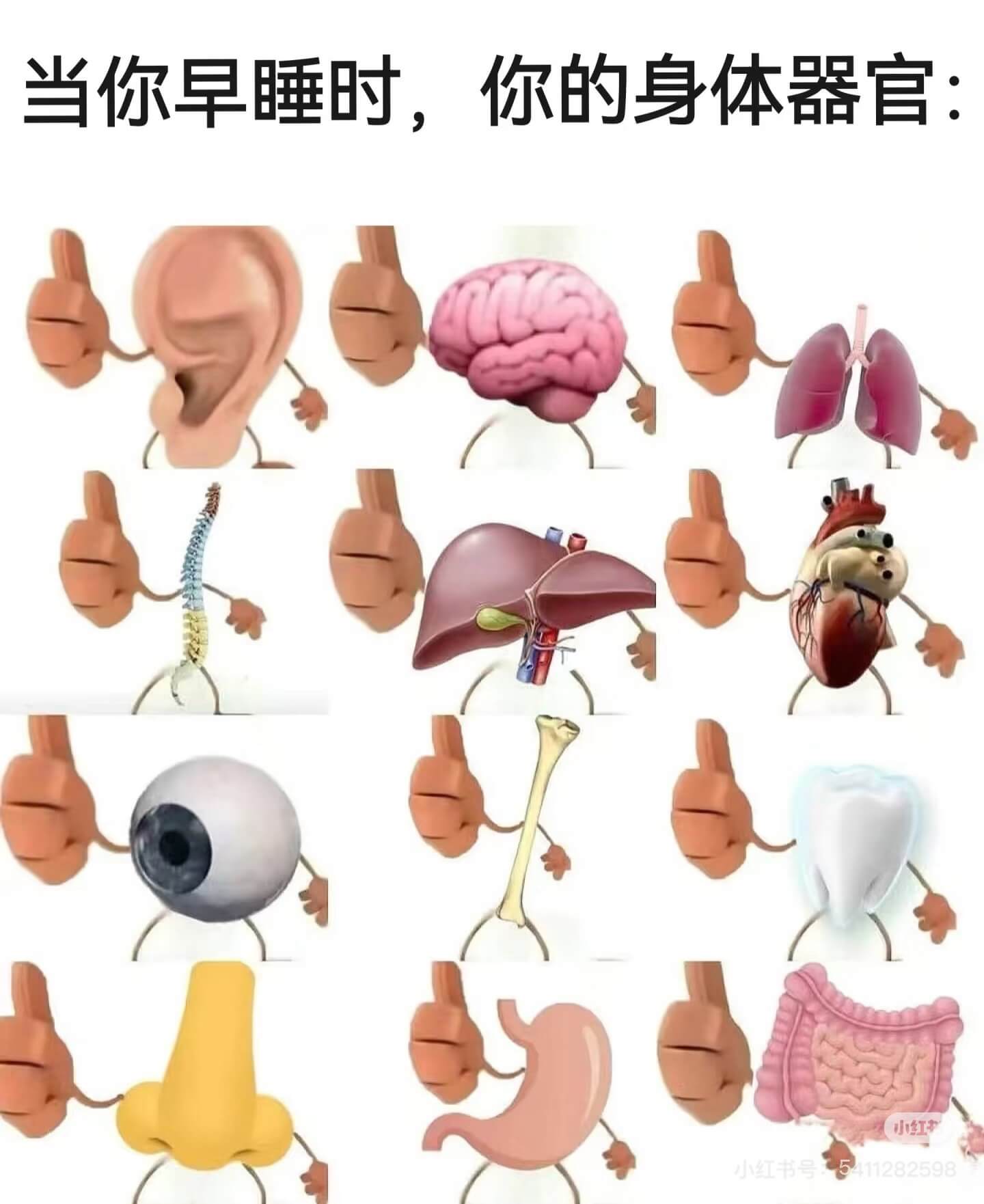当你早睡时，你的身体器官小红书小红