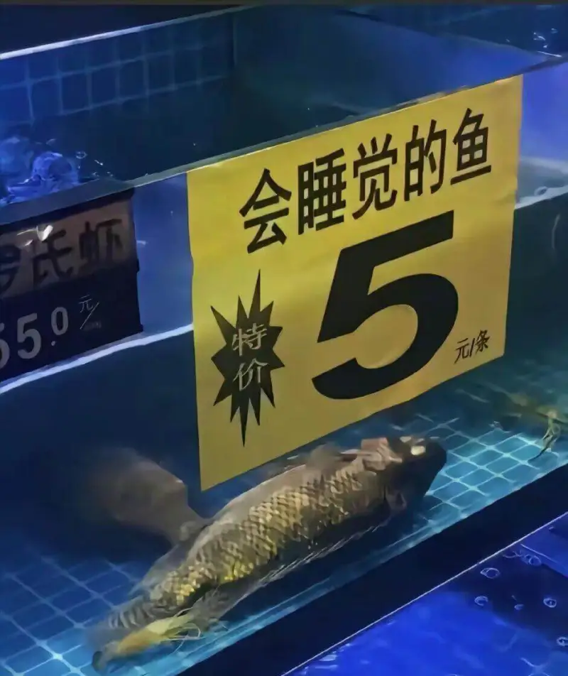 会睡觉的鱼5氏虾5.0元/条
