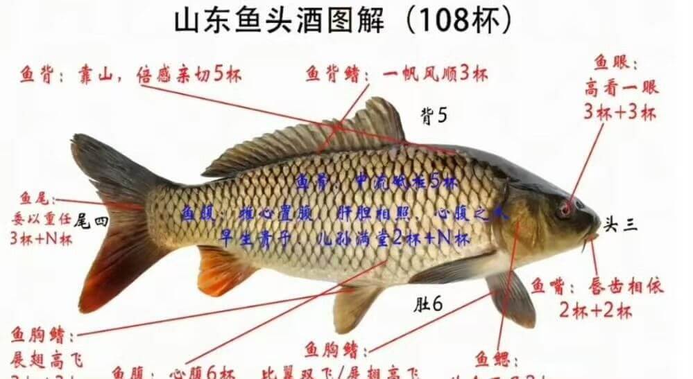 山东鱼头酒图解（108杯）鱼眼：鱼背：靠山，倍感亲切5杯鱼背