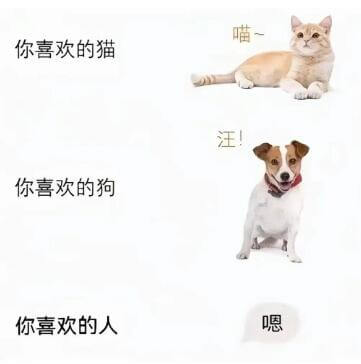 喵你喜欢的猫汪你喜欢的狗你喜欢的人嗯