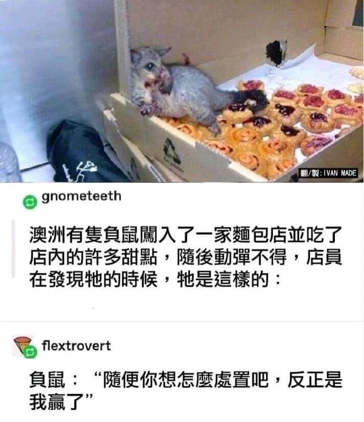 /樱：IVANMADEgnometeeth澳洲有复鱼鼠刀了一