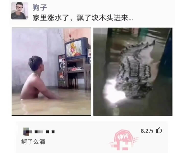 狗子家里涨水了，飘了块木头进来...鳄鱼了么滴6.2万神评