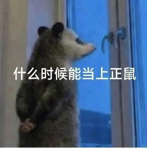 什么时候能当上正鼠