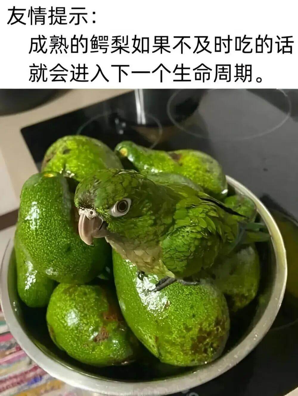 友情提示：成熟的鳄梨如果不及时吃的话，就会进入下一个生命周期