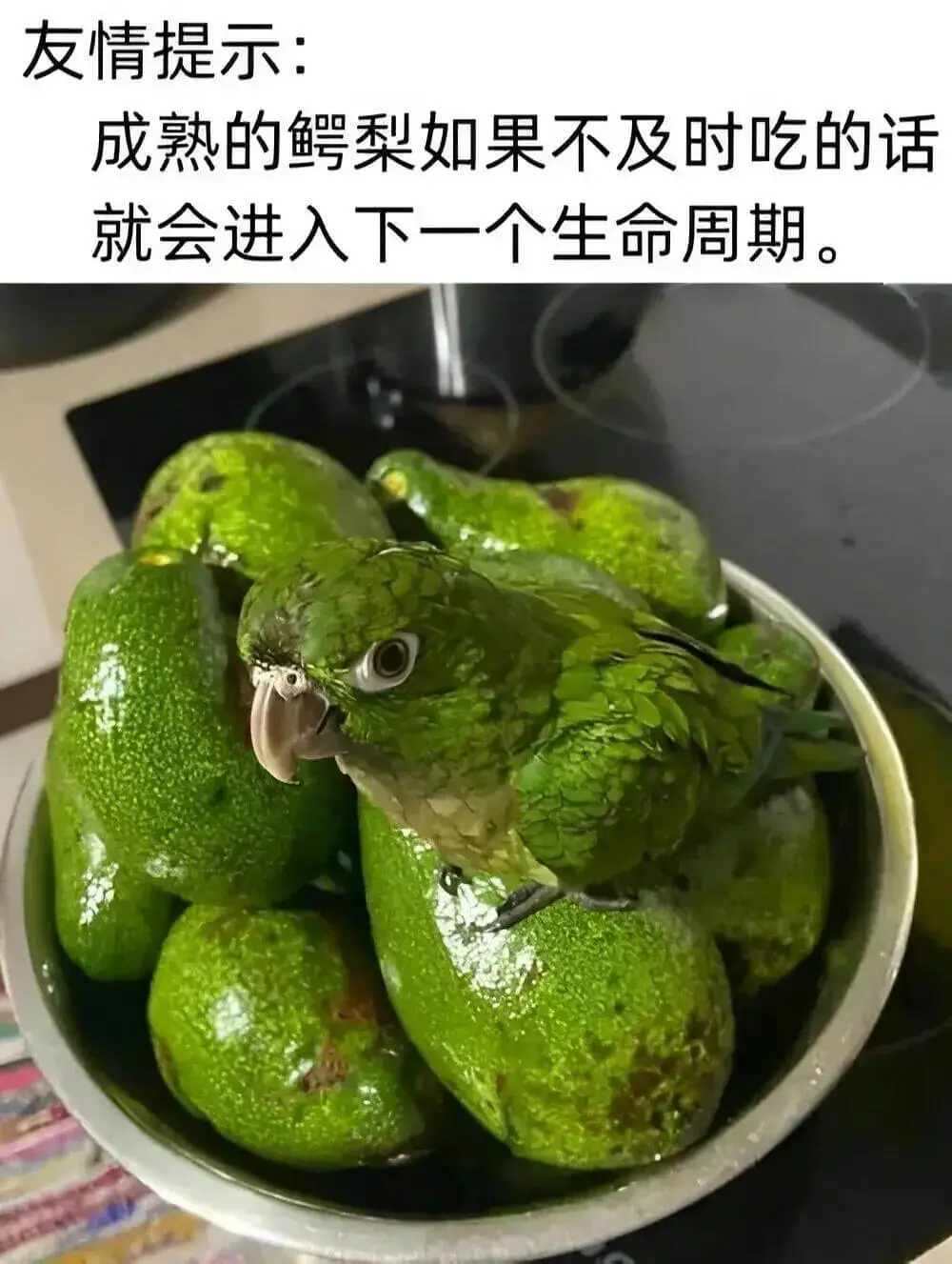 友情提示：成熟的鳄梨如果不及时吃的话，就会进入下一个生命周期