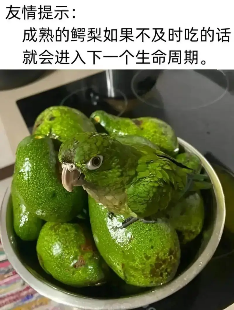 友情提示：成熟的鳄梨如果不及时吃的话，就会进入下一个生命周期
