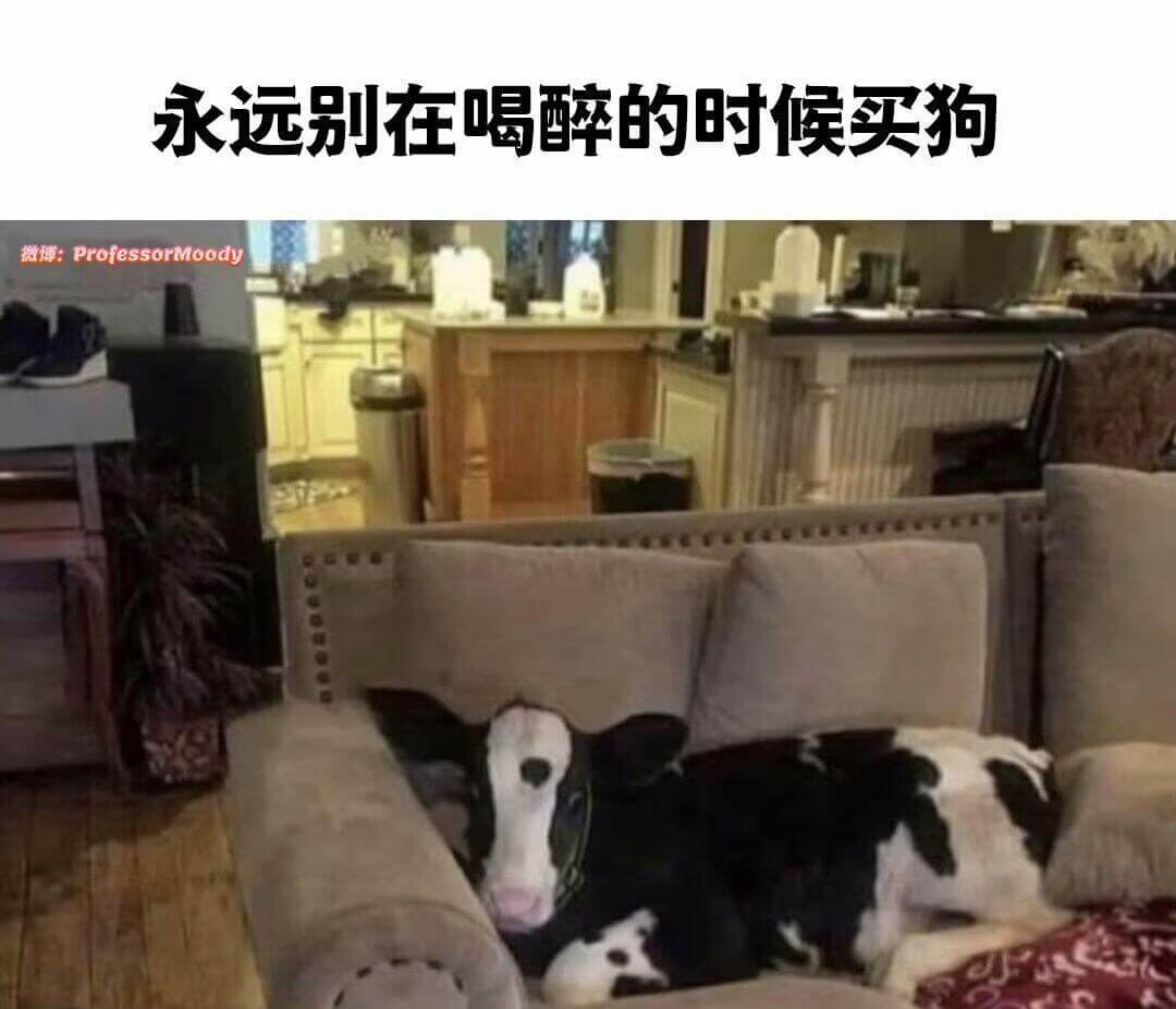 永远别在喝醉的时候买狗。微博:ProfessorMoody