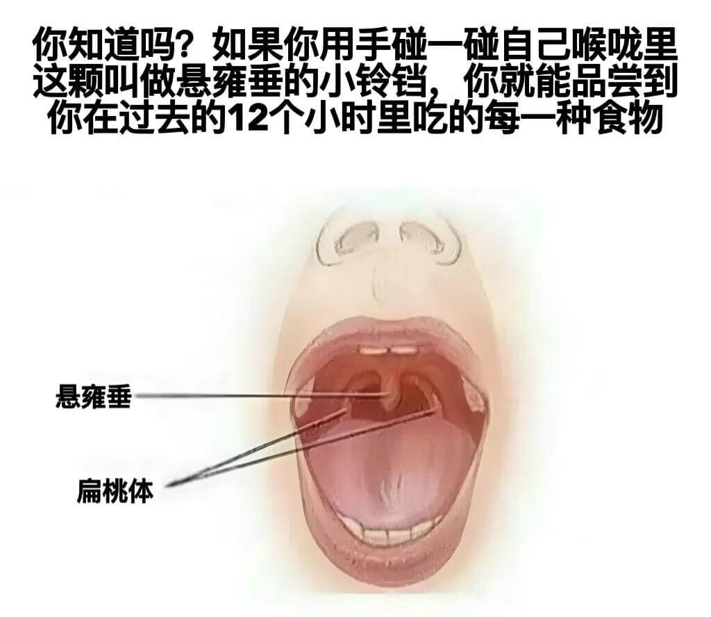 你知道吗？如果你用手碰一碰自己喉咙里的这颗叫做悬雍垂的小铃铛