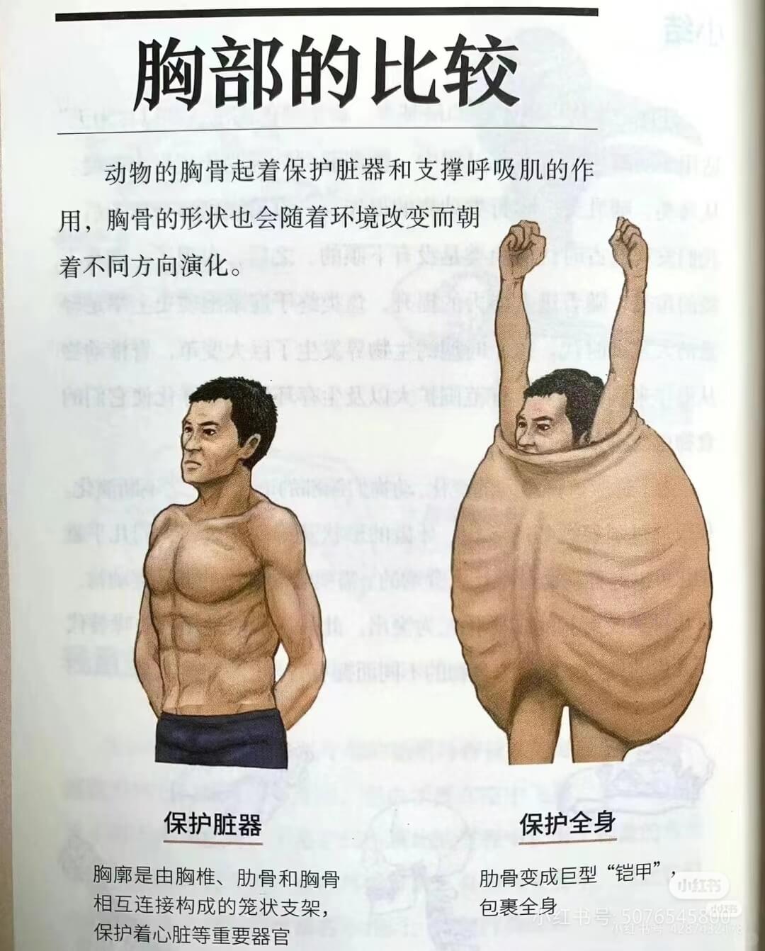 胸部的比较动物的胸骨起着保护脏器和支撑呼吸肌的作用,胸骨的形