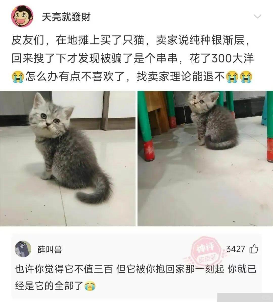 天亮就發財皮友们，在地摊上买了只猫，卖家说纯种银渐层，回来搜