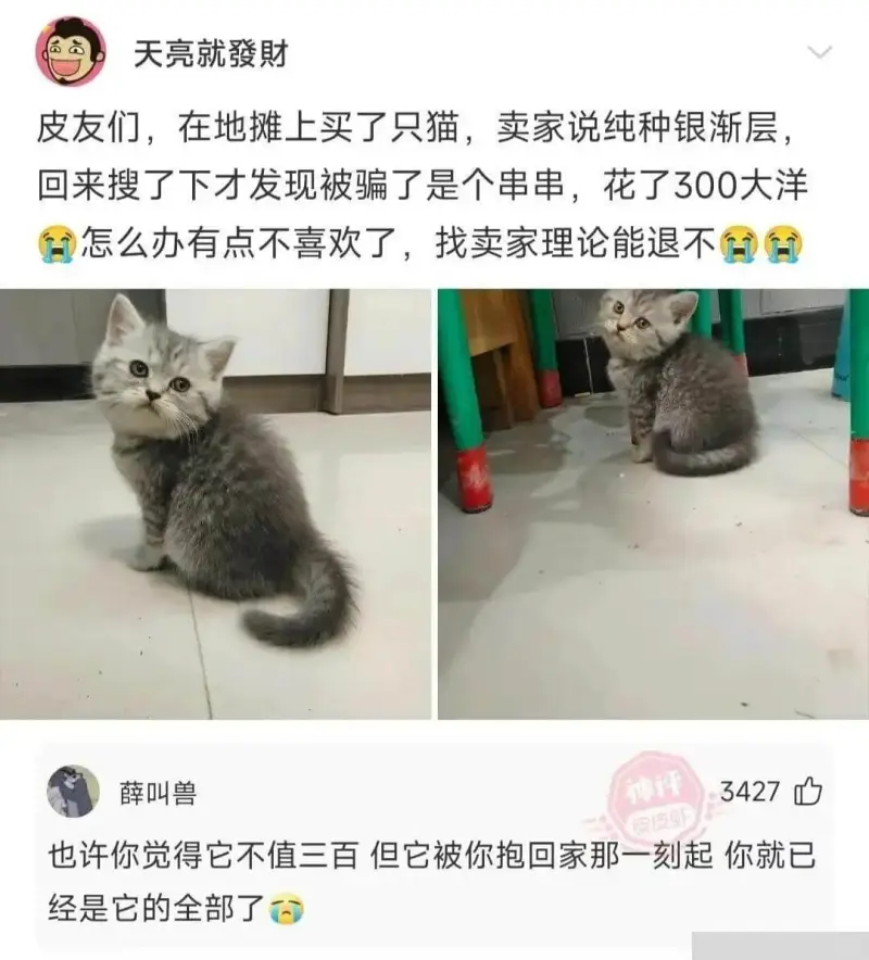 天亮就發財皮友们，在地摊上买了只猫，卖家说纯种银渐层，回来搜